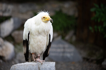 Vulture