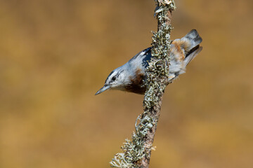 Krüper`s Nuthatch
