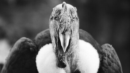 Vulture