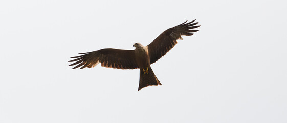 Vulture