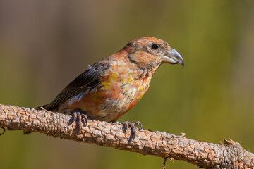 Red Crossbill
