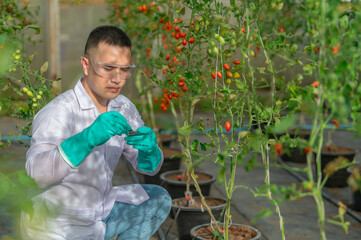 Scientist or food researchers collecting tomato samples for laboratory experiments aimed at...