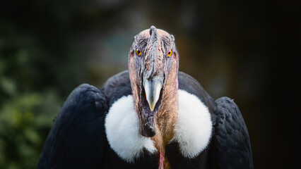 Vulture
