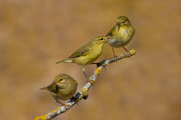 Willow Warbler