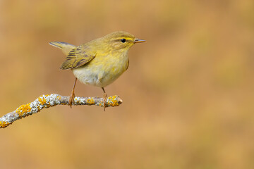 Willow Warbler