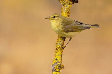Willow Warbler