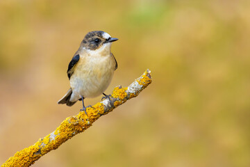 Collared Flycatcher