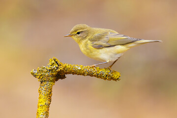 Willow Warbler