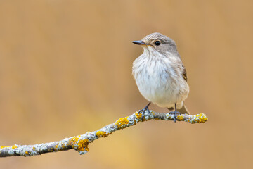 Spotted Flycatcher