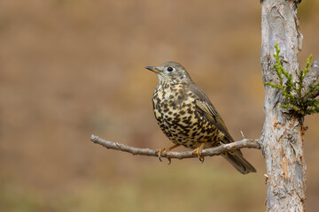 Mistle Thrush