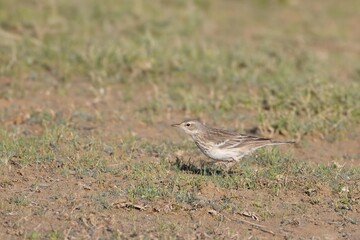 water pipit or Anthus spinoletta at Desert National Park in Rajasthan, India