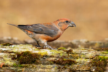 Red Crossbill