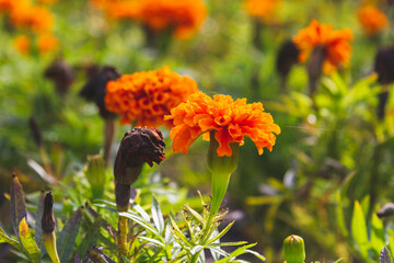 Beautiful summer flowers on green background of grass. Bright sunny meadow with sunlight..