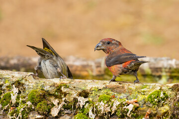 Red Crossbill