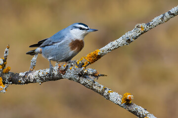 Krüper`s Nuthatch
