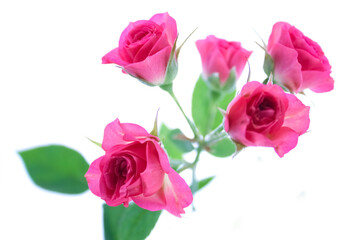 beautiful flowers roses on a white background