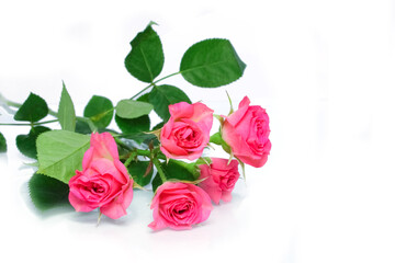 beautiful flowers roses on a white background