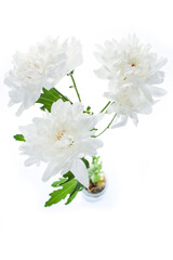 Beautiful white chrysanthemum flowers on a white background