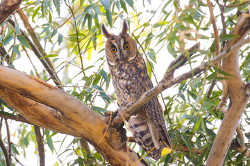 Long-eared Owl