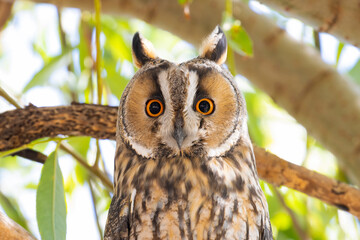 Long-eared Owl