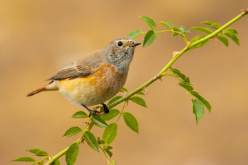 Common Redstart