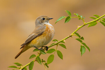 Common Redstart