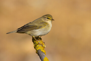 Willow Warbler