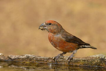 Red Crossbill