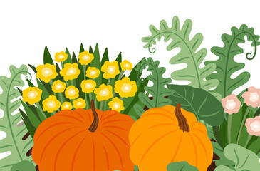 Vector pumpkin patch with yellow and pink flowers, leaves, autumn composition. Holiday greeting card, Thanksgiving day, autumn garden