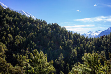 A dense forest of pine trees stretches across the valley beneath the majestic snow-covered peaks of...