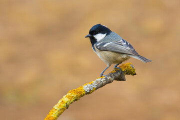 Coal Tit