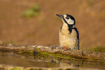 Naklejka premium Great Spotted Woodpecker