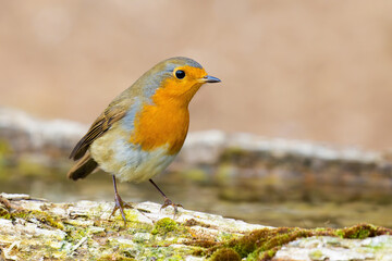Fototapeta premium European Robin