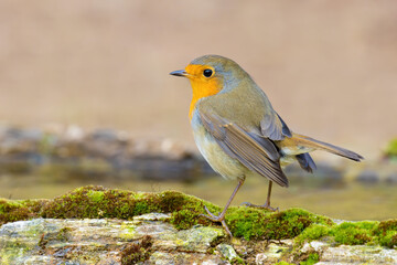 European Robin