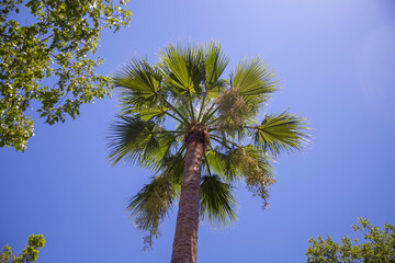Obraz premium Tropical trees & lush foliage against a clear blue sky