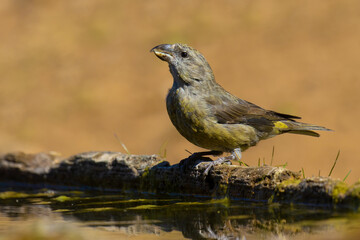 Red Crossbill