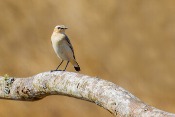 Northern Wheatear