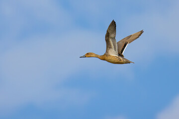 Northern Pintail 