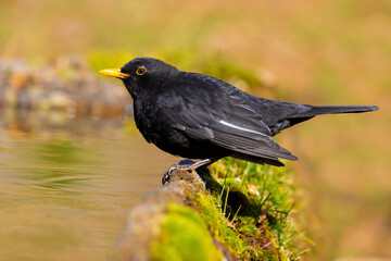 blackbird on the ground