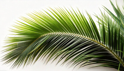 Obraz premium Palm tree leaf on white back ground Ai Generative content