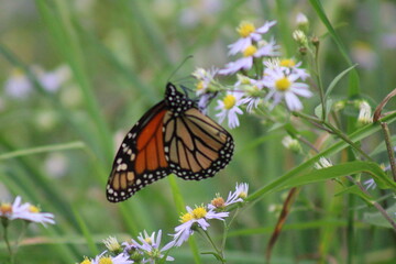 Monarch butterfly on flowers