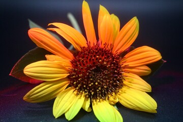 close up of sunflower