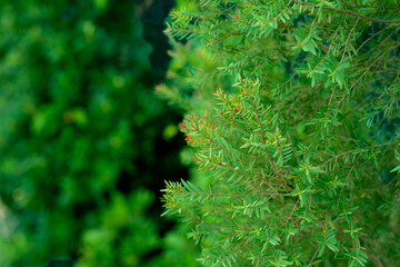 Vibrant Green Foliage with Soft Focus Background