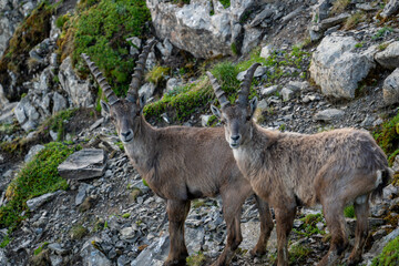 Steinböcke in den Alpen