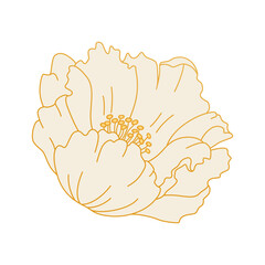 Single peony flower isolated. Delicate white bloom with golden outline. Vector illustration. Asian Chinese design element for card or logo sign. Vintage floral symbol.