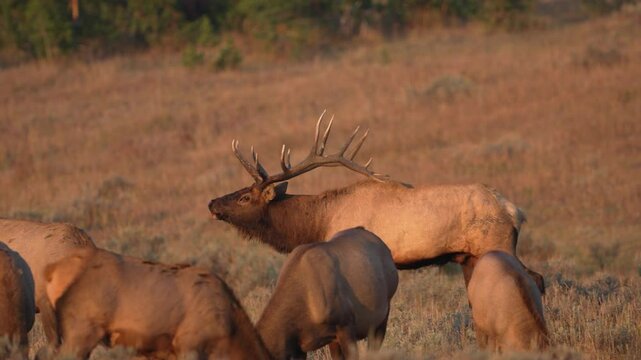 Bull Elk protecting his harem of cows during the rutting season in Yellowstone.