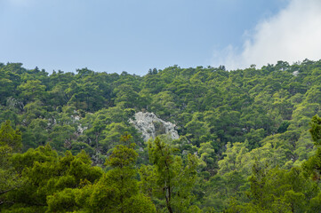 Lush green forest landscape with rocky outcrops under a cloudy sky in a tranquil natural setting
