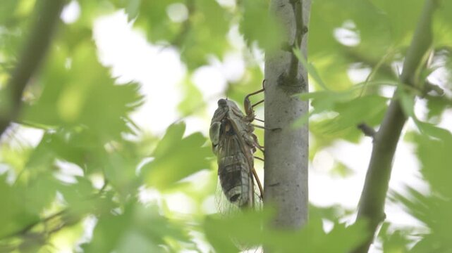 A cicada sits on tree on summer Singing loudly to call the female.