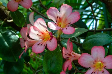 Pink Orchids