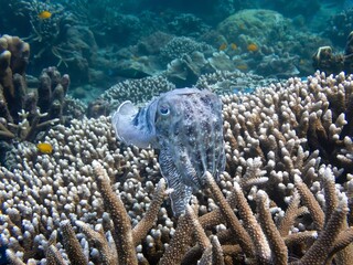 Cuttlefish